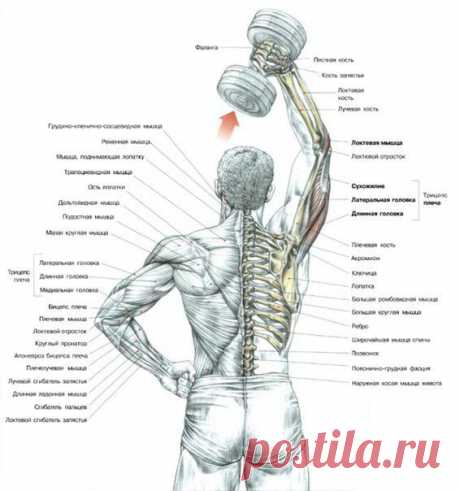 РАЗГИБАНИЕ РУКИ С ГАНТЕЛЬЮ ИЗ-ЗА ГОЛОВЫ: ТЕХНИКА / Спорт Сильных!