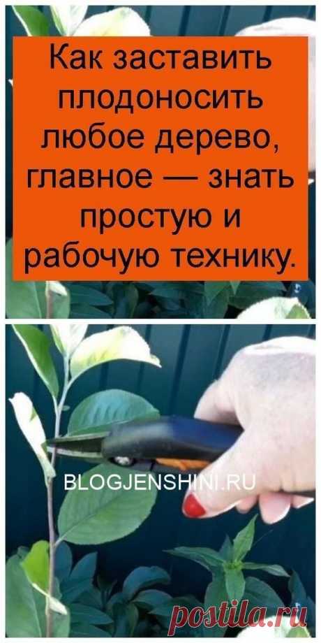 Любое дерево можно заставить плодоносить, главное — знать простую и рабочую технику