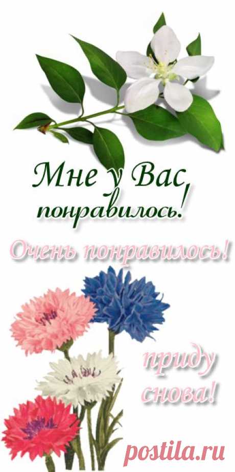 17 РАСТЕНИЙ И ОВОЩЕЙ, ОБЛАДАЮЩИХ ЦЕЛЕБНЫМИ СВОЙСТВАМИ.