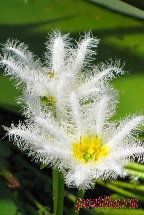 Small white water lilies