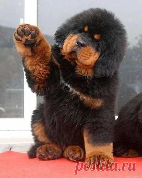 Cute little Tibetan Mastiff