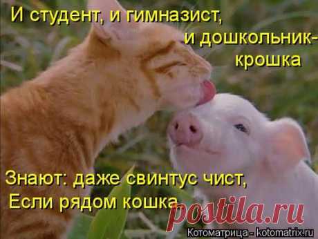 Забавные котоматрицы - ФОТО (22.05.2015)