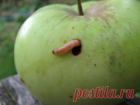 Чем обработать яблоню, грушу и сливу в июле против болезней и вредителей