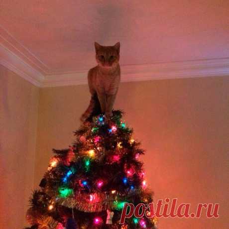 На елке не хватало звездочки ✨ 🎄 🐱