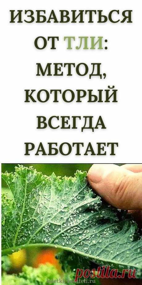 ЭТОТ СПОСОБ ПОМОЖЕТ ИЗБАВИТЬСЯ ОТ ТЛИ РАЗ И НАВСЕГДА! ПРОВЕРЕННЫЙ РЕЗУЛЬТАТ!