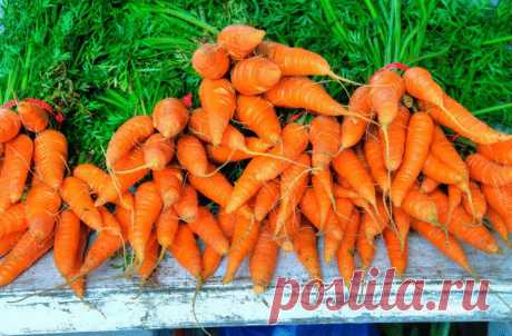 Как на 2,4 м² получить урожай моркови, которого хватит до следующего сезона.