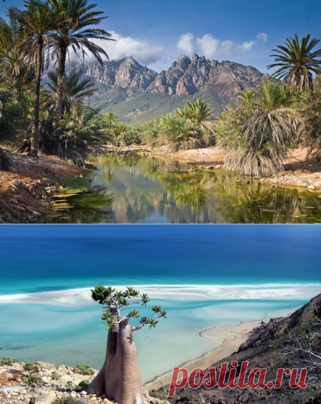 Острове Счастья - Сокотра (Socotra)|Уникальнейшее место во Вселенной (Йемен, Индийский океан)