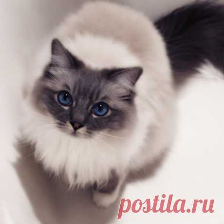 Ragdoll милые кошки | милые кошки