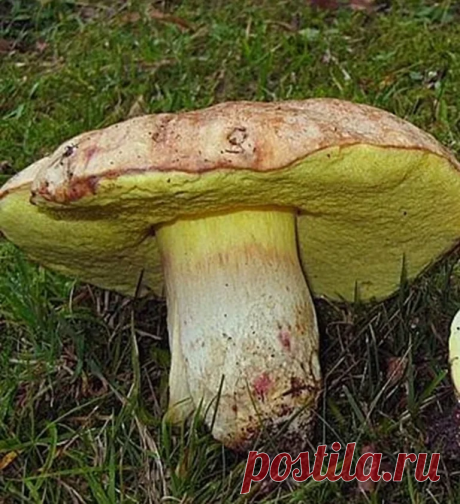 Полубелый гриб (жёлтый боровик). Подробно объясняю, чем он отличается от белых грибов | грибной критик | Яндекс Дзен