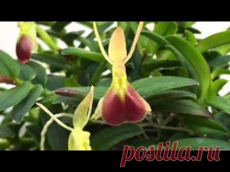 Must Have Miniature Orchid Epidendrum porpax care and blooms