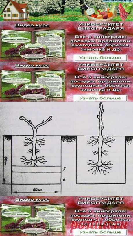 Посадка винограда - Наш Сад