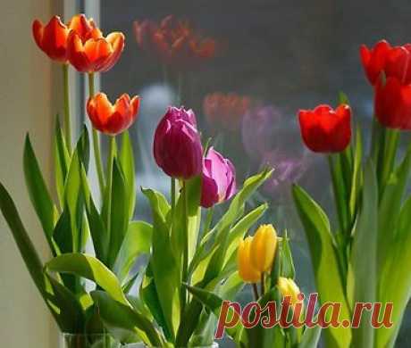 Букет тюльпанов можно вырастить зимой без всякой оранжереи и к нужному вам сроку