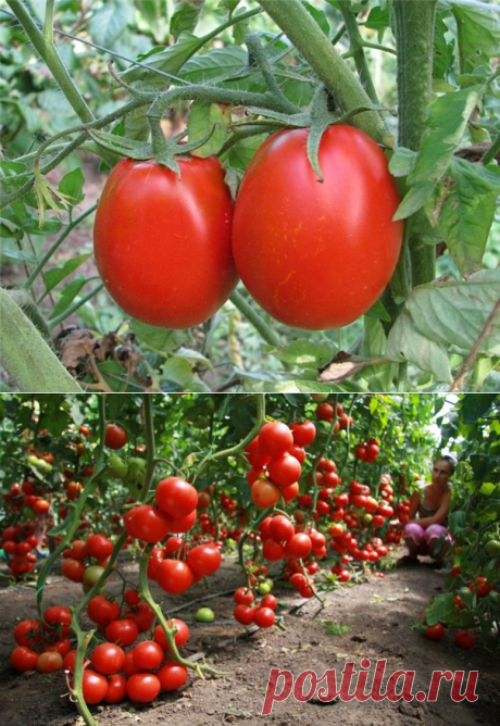 Выращивание помидоров без полива · Томатомания