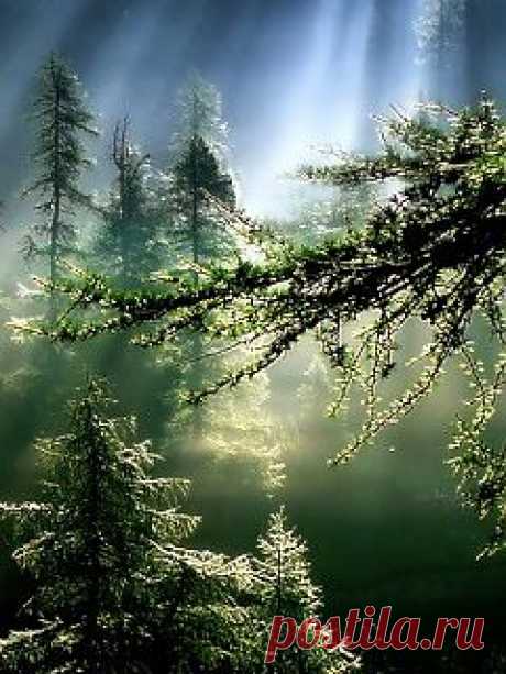Погода@Mail.Ru: Фото погодных явлений: утро в лесу