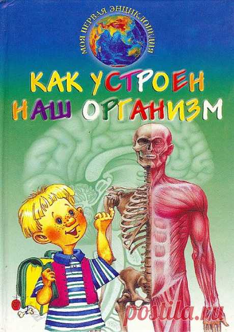 Как устроен наш организм - Женский журнал &quot;Культура загородной жизни&quot;