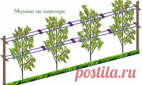 КАК СДЕЛАТЬ, ЧТОБЫ МАЛИНЫ БЫЛО ОООЧЕНЬ МНОГО???
‼ Совет первый по уходу за малиной - шпалера

Малину надо обязательно выращивать только на шпалере, это доказано опытом миллионов.
При посадке ровными рядами, при установке столбов и проволоки ваша малина каждый год способна давать в 6-8 раз больше ягод и при этом вы получаете максимально возможное качество ягод.
Все ваши усилия теряют смысл, если ваша зелёная фабрика (растение малины) не способна проявить свои природные преи...