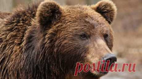 В Коми два человека пострадали в результате нападения медведицы. В Троицко-Печорском районе Республики Коми медведица напала на группу лесозаготовителей, два человека пострадали. Читать далее