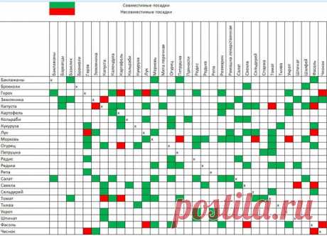 Совместные посадки на грядке, советы Галины Кизимы — Огород без хлопот