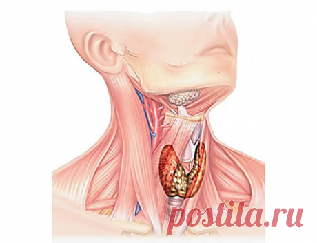 Как на нас влияют нарушения работы щитовидной железы