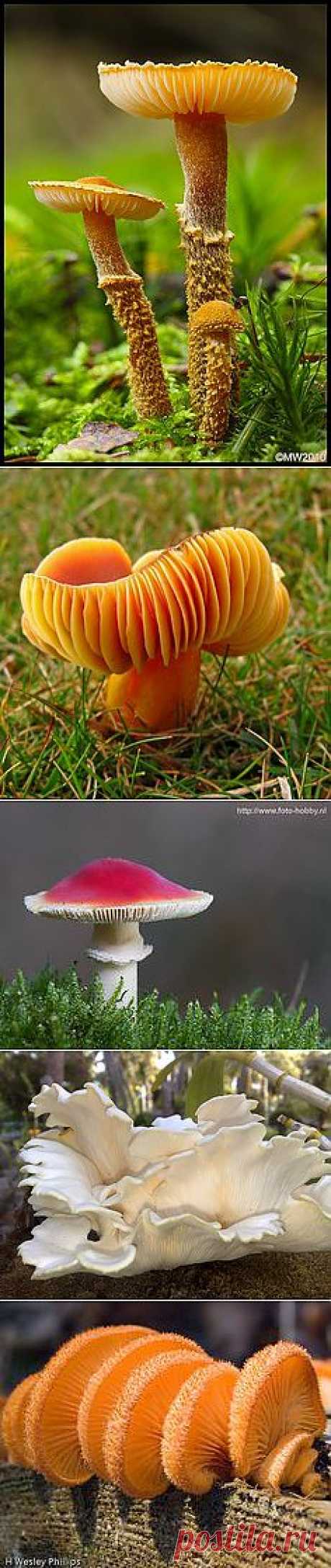 Paddenstoelen