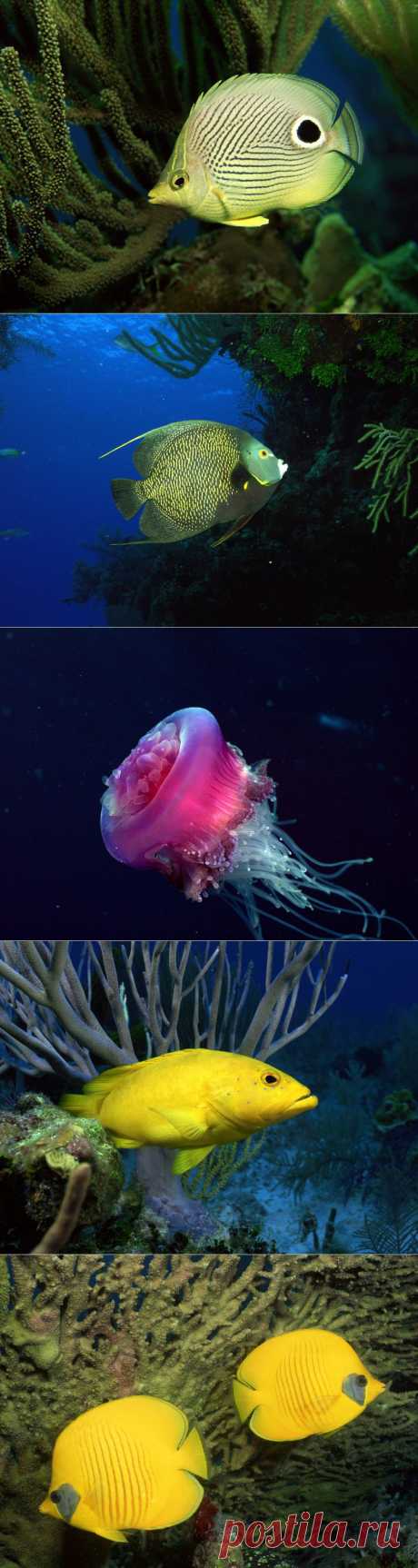Обои для рабочего стола Красоты подводного мира : НОВОСТИ В ФОТОГРАФИЯХ