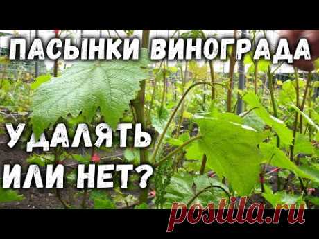 Пасынки винограда, удалять или нет?