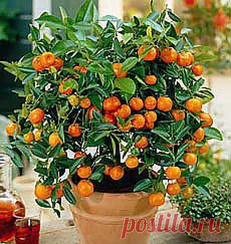Апельсин. Как вырастить апельсиновое дерево