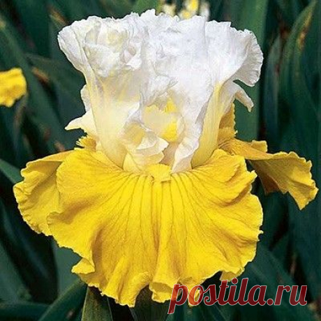 The epitome of cheerfulness, Tour de France’s bright yellow and white blooms are sure to put a smile on anyone’s face. This Bearded Iris’ blooms are also sweetly fragrant and deer resistant. | Luella Hinrichsen приколол(а) это к доске Just Iris~