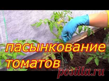 пасынкование томатов - YouTube