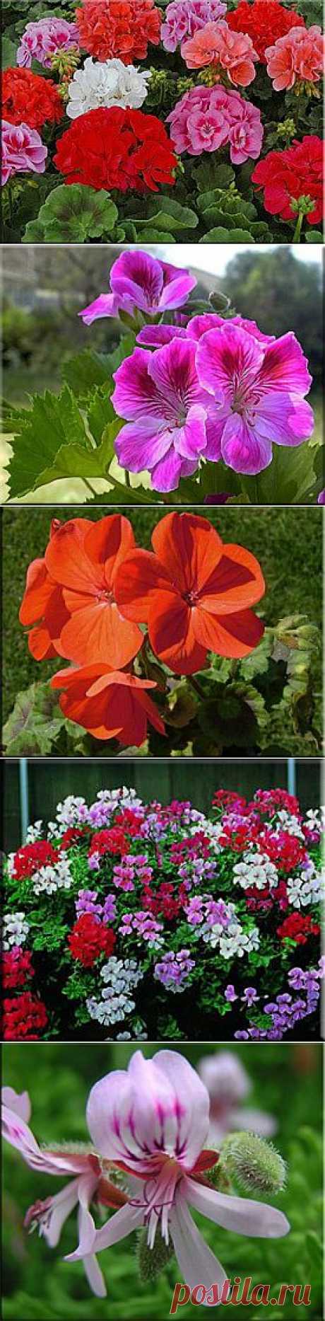 Пеларгония (Герань), (Pelargonium). Описание, виды и уход за геранью | Флористика на &quot;Добро ЕСТЬ!&quot;