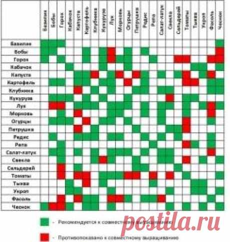 Растения спутники, полезное соседство овощей - Садоводка