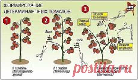 ПОМИДОРНАЯ НАУКА. ВАРИАНТЫ ФОРМИРОВАНИЯ ТОМАТНЫХ КУСТОВ
Сохраните, чтобы не потерять!
Разбираемся с разными вариантами формирования томатных кустов
Как получить хороший урожай?
Когда читаешь статьи о пасынковании томатов, кажется, что они написаны на китайском языке. Вот, к примеру: «детерминантные томаты формируют с переводом точки роста на боковой побег». Буквы вроде русские, а смысл уловить практически невозможно. Нет, специалист, конечно, сразу поймет, о чем речь, а вот рядовые дачники пр