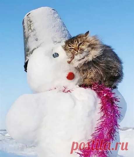 Смешные животные и первый снег. Подборка забавных фото | уДачная жизнь | Дзен