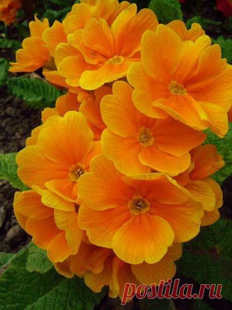 Orange Primrose