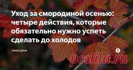 Уход за смородиной осенью: четыре действия, которые обязательно нужно успеть сделать до холодов Смородинка-смородина, любимица дачников.  После сбора урожая расслабляться не следует – работы предстоит еще много, и большая часть трудозатрат как раз приходится на октябрь-месяц. Итак, что не забыть сделать? Уход за смородиной осенью включает в себя четыре простых шага, которые нужно непременно успеть сделать до наступления морозов