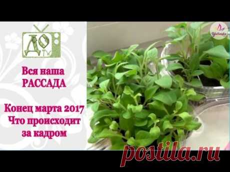 ВСЯ РАССАДА на подоконнике (конец МАРТА 2017). Что происходит ЗА КАДРОМ