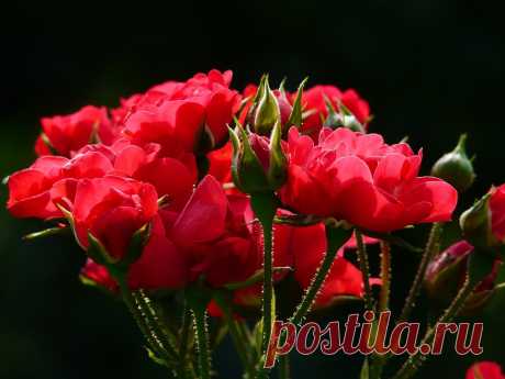 red rose image