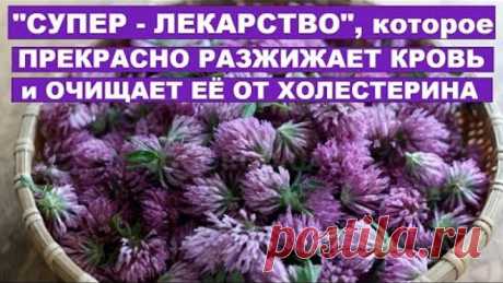 КРАСНЫЙ КЛЕВЕР ПРЕКРАСНО РАЗЖИЖАЕТ и ОЧИЩАЕТ КРОВЬ ОТ ХОЛЕСТЕРИНА . Красный клевер прекрасно разжижает кровь,очищает её от холестерина,борется с грибковыми заболеваниями,очищает лимфатическую систему,помогает при лечении рака.
Красный клевер содержит фитоантибиотики.