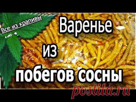 Варенье из побегов сосны. Готовим дома. Все из крапивы.