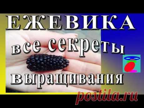 Ежевика. Описание. Посадка и уход.