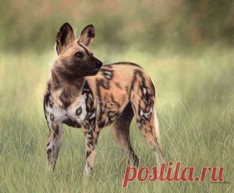 African Wild Dog Painting by Rachel Stribbling African Wild Dog Painting Painting by Rachel Stribbling