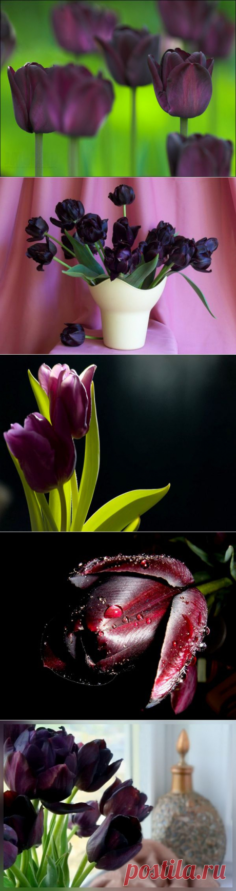 Черные тюльпаны.