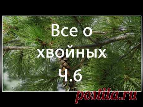 Как обрезать Ель, сосну, тую, можжевельник. Контроль роста