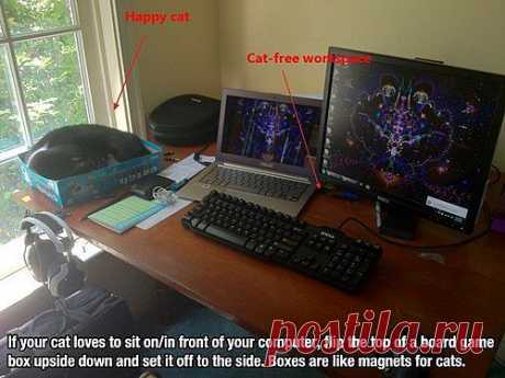Если ваш кот любит лежать около компьютера / Лайфхаки / ВТОРАЯ УЛИЦА