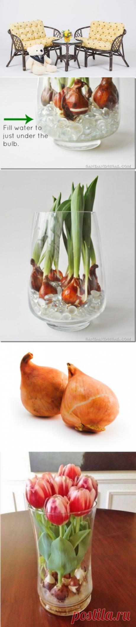 Как вырастить тюльпаны дома в любое время года с помощью стеклянных шариков и воды? — Полезные советы