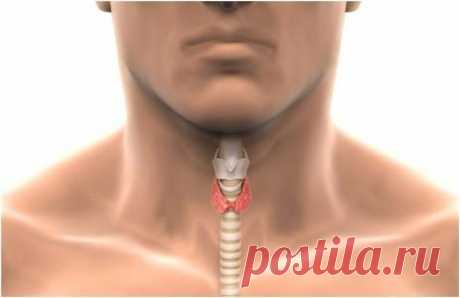 Влияние щитовидной железы на состояние организма