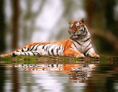 тигр и вода