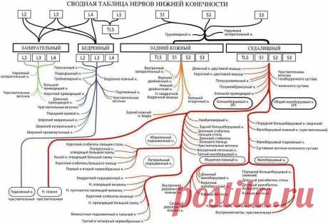 Нервы нижней конечности