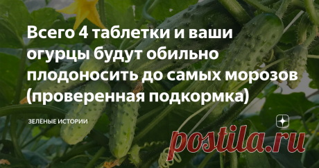 Всего 4 таблетки и ваши огурцы будут обильно плодоносить до самых морозов (проверенная подкормка) Статья автора «Зелёные истории» в Дзене ✍: Огурцы сейчас в самом разгаре своего плодоношения. Но так хочется продлить это время, чтобы как можно дольше наслаждаться освежающим вкусом своих овощей.