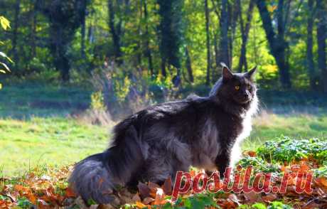 Обои осень, кошка, кот, взгляд, морда, листья, свет, деревья, ветки, природа, поза, парк, серый, фон, поляна, листва картинки на рабочий стол, раздел кошки - скачать